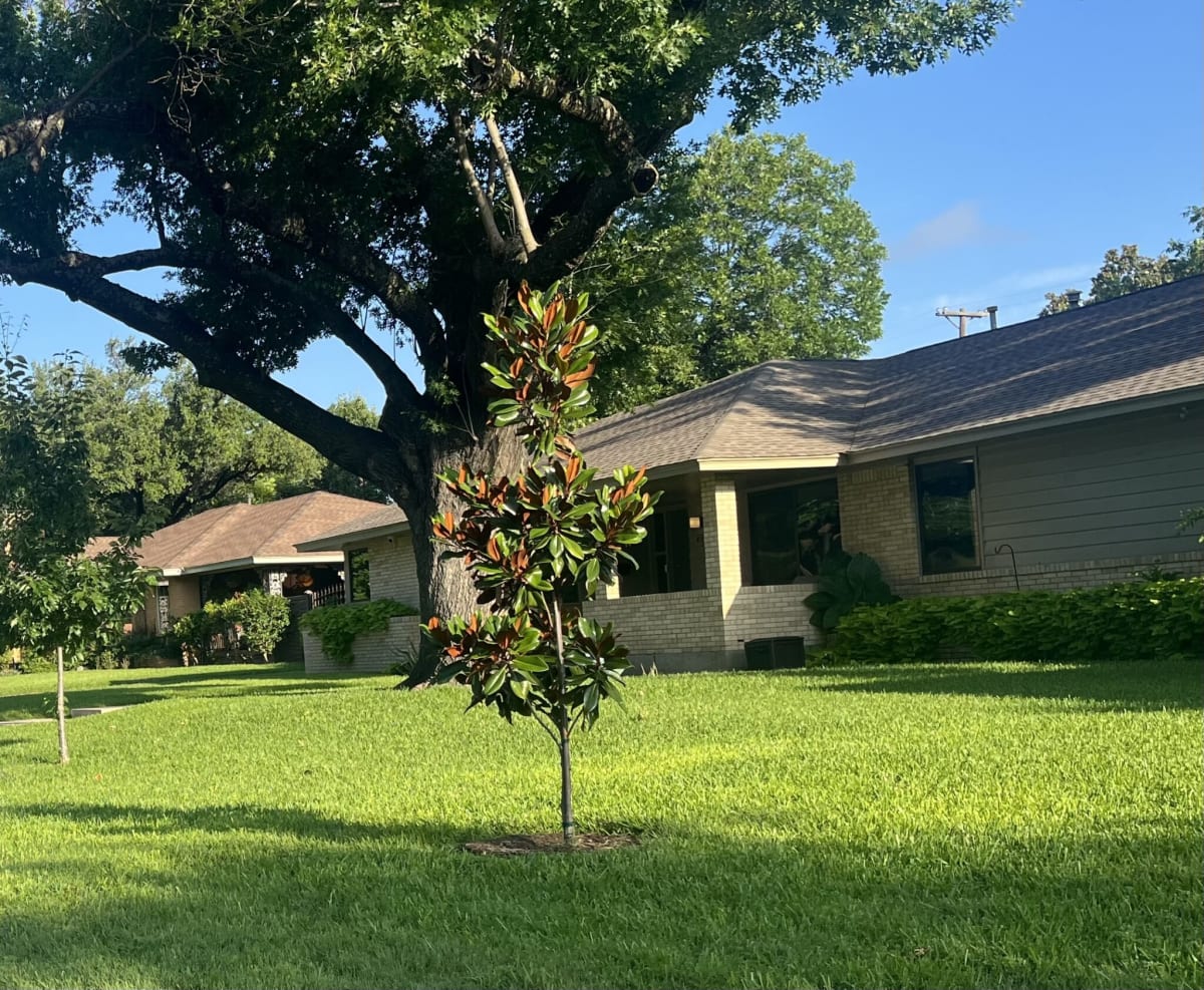 Dallas Neighborhoods Plant 100+ Free Trees in 3 Years