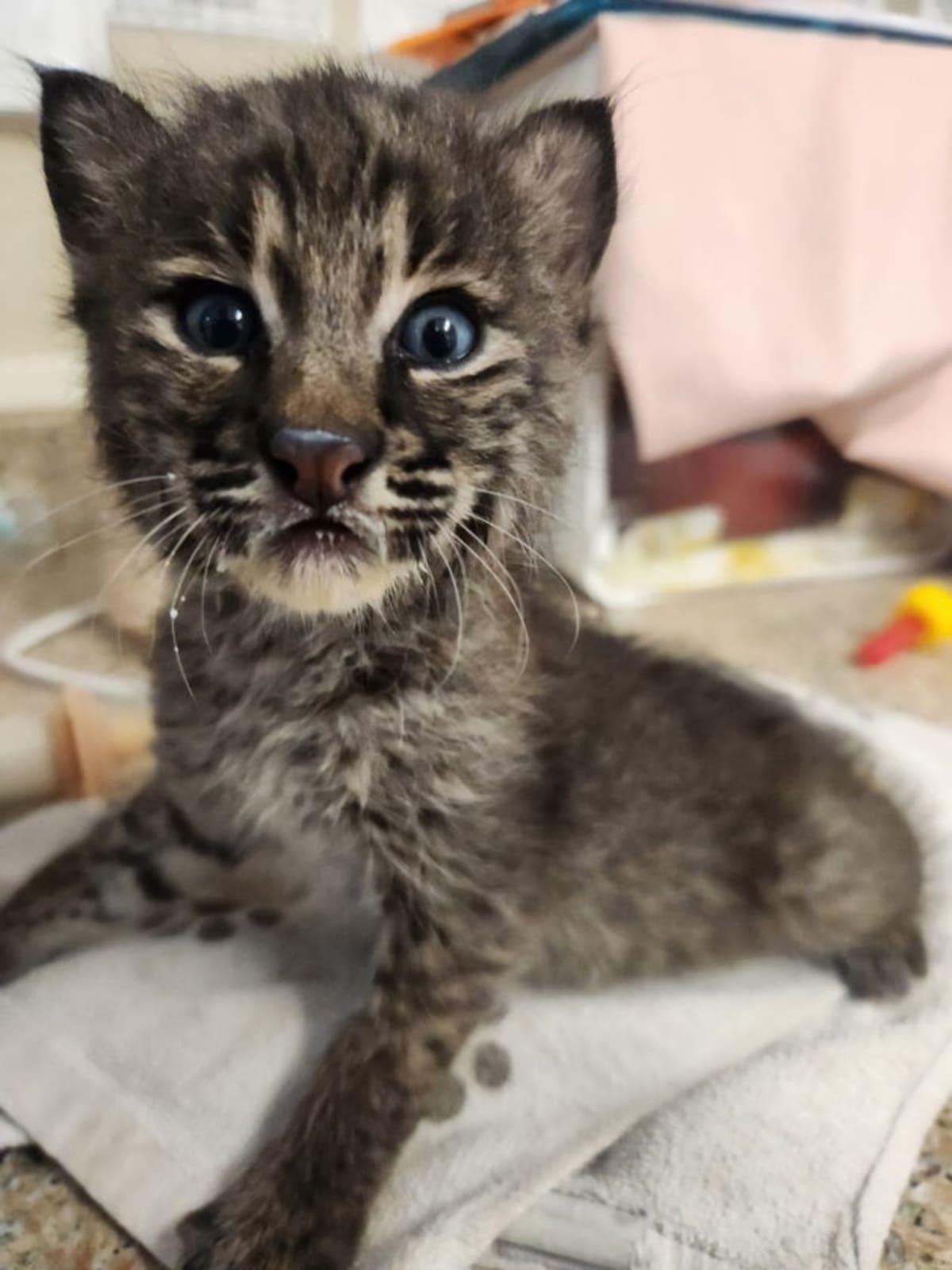Wildlife veterinarians examining small bobcat kitten during recovery at CROW rehabilitation facility