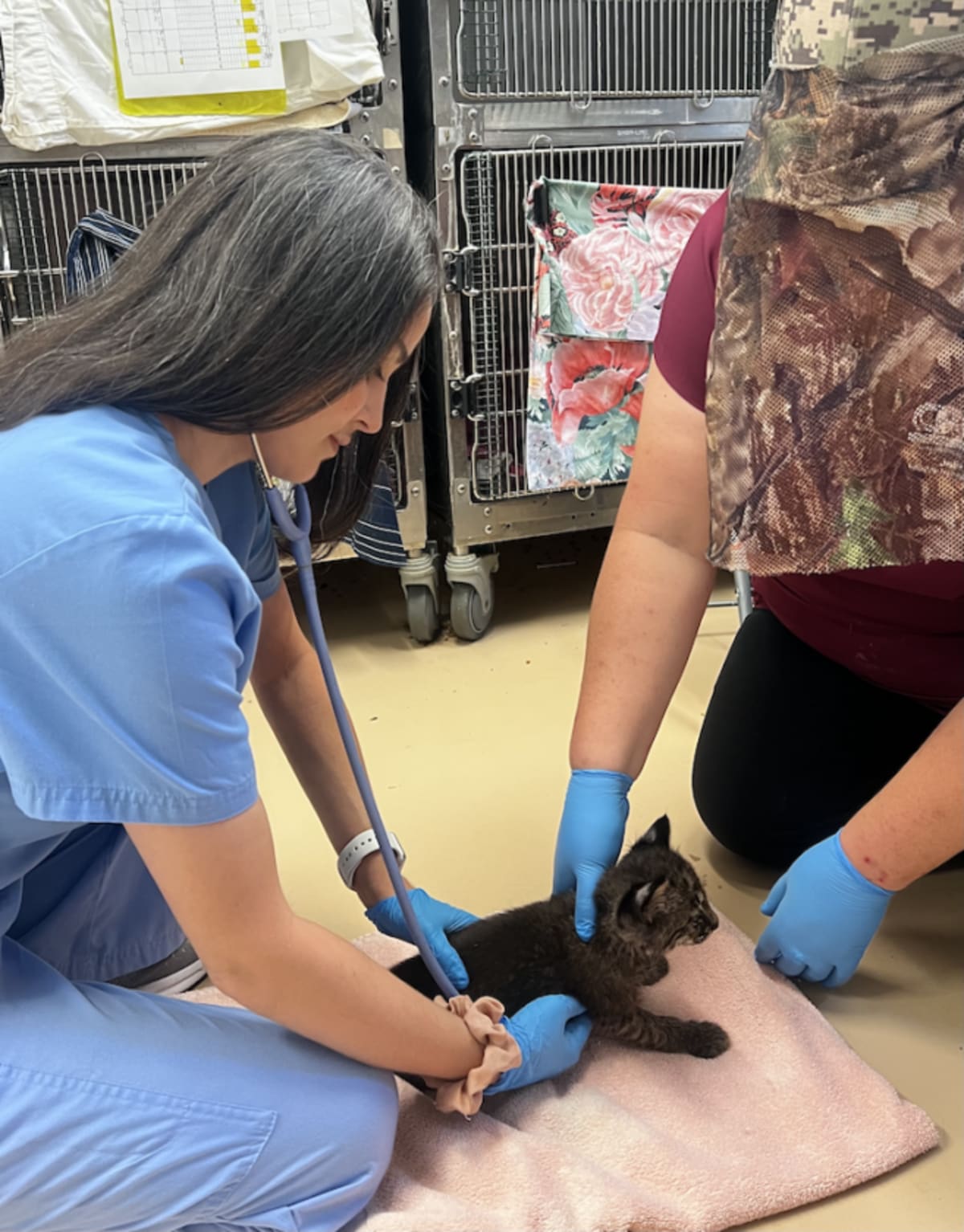 Bobcat Kitten Rescued From Fire Thriving at Florida Clinic - Image 3