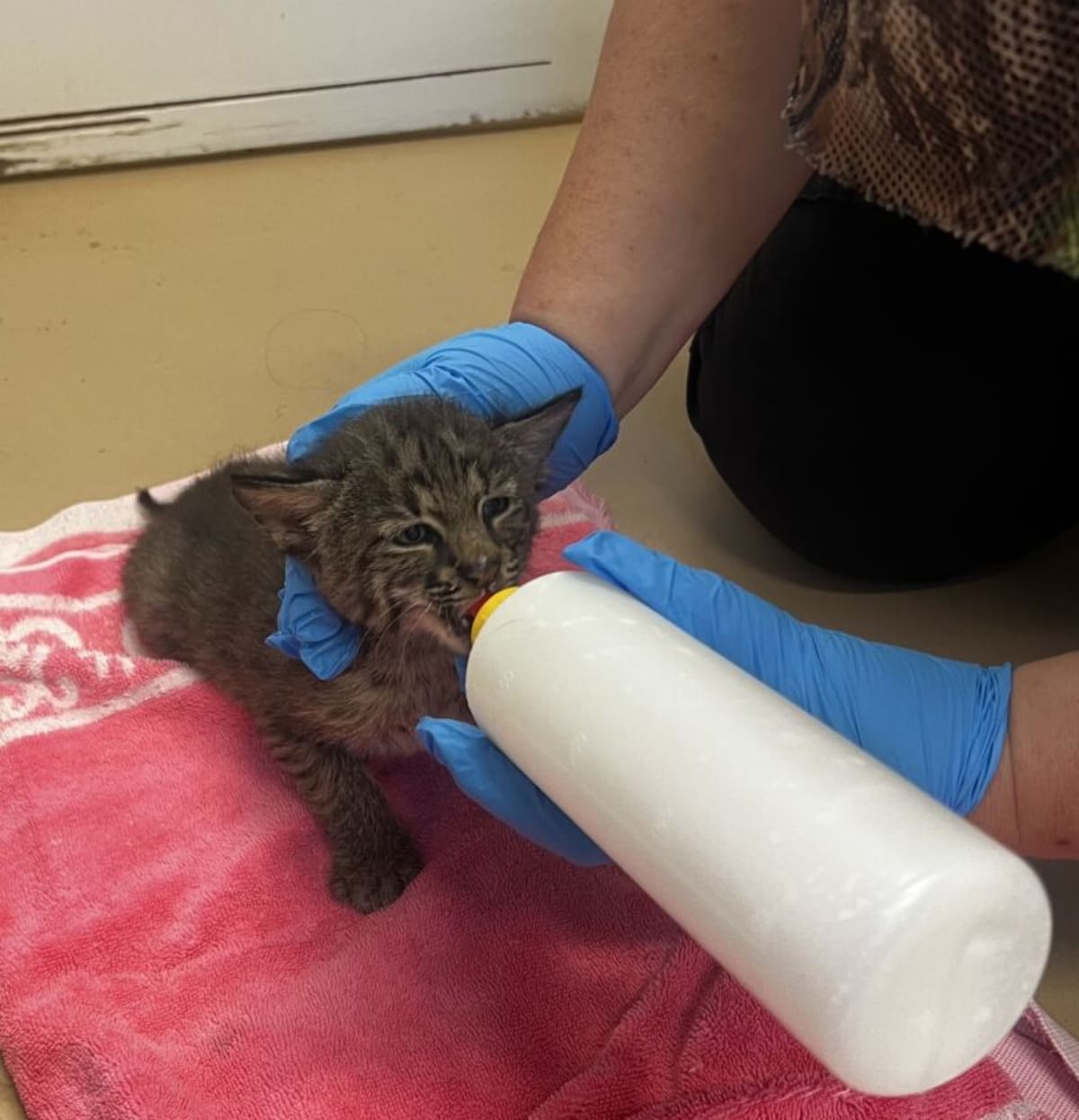Bobcat Kitten Rescued From Fire Thriving at Florida Clinic - Image 4