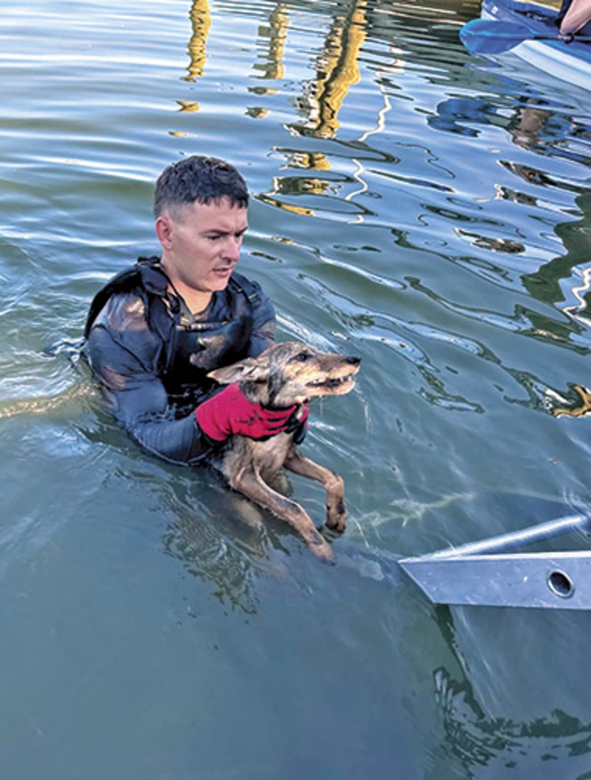 Cape Coral Neighbors Save Coyote Pup from Drowning - Image 4