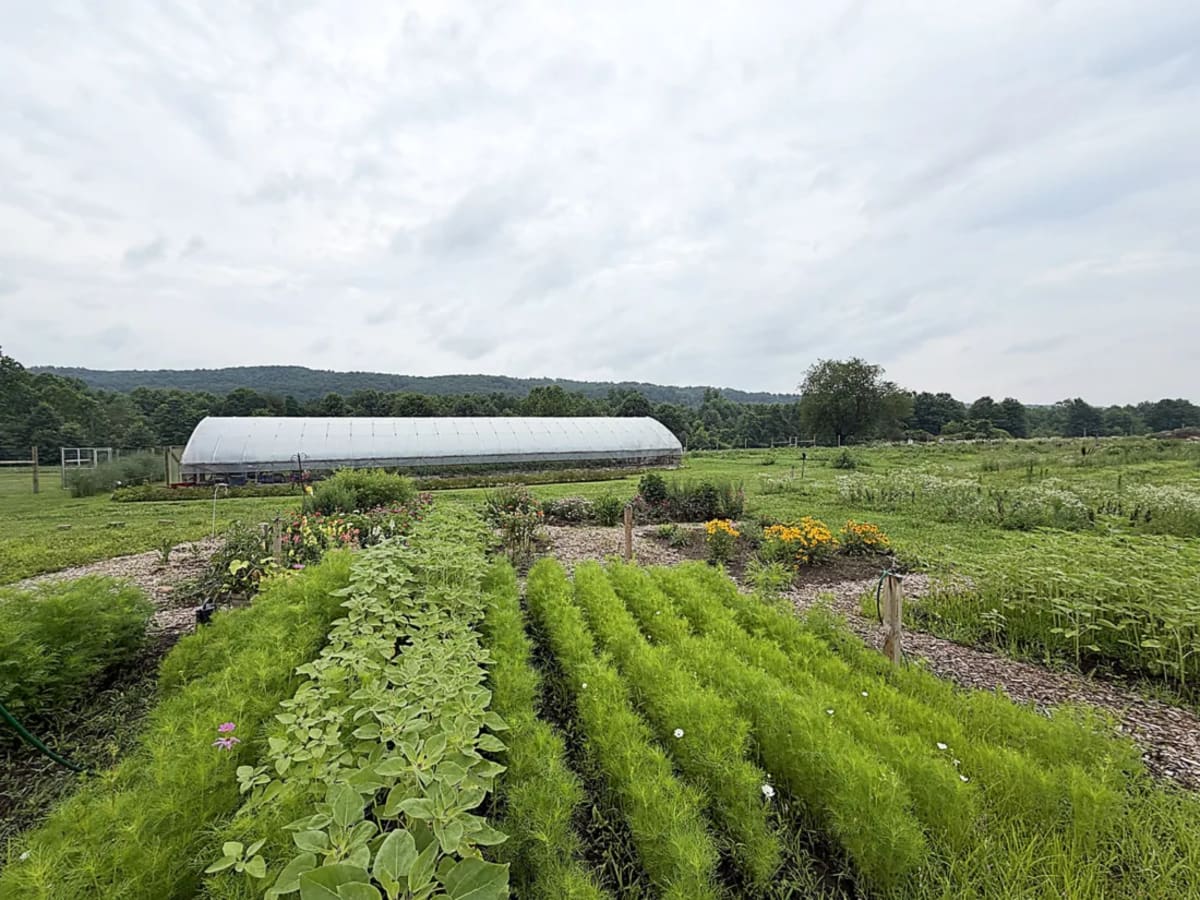 Pennsylvania Garden Feeds Thousands, Seeks More Helpers - Image 4