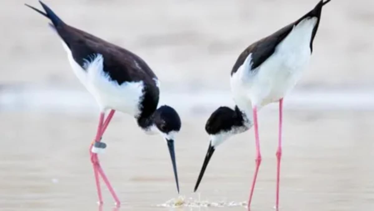 Hawaiian Stilt Soars from Endangered to Threatened Status - Image 5