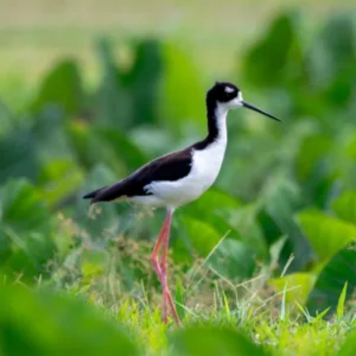 Hawaiian Stilt Soars from Endangered to Threatened Status - Image 3