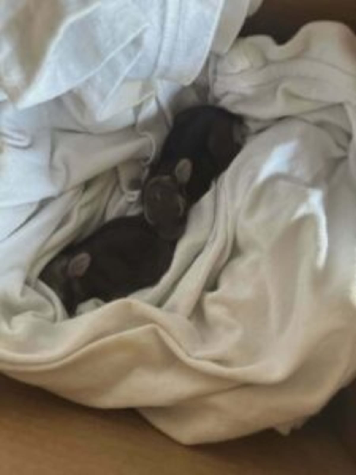 Woman Fills 27-Year Gap in Pennsylvania Wildlife Rescue - Image 3