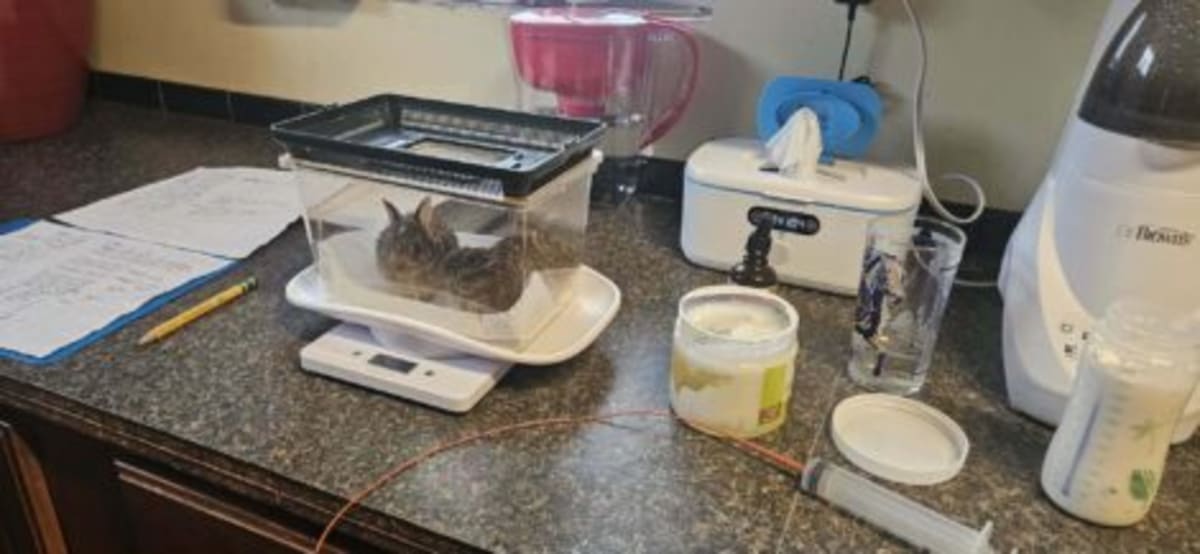 Woman Fills 27-Year Gap in Pennsylvania Wildlife Rescue - Image 4