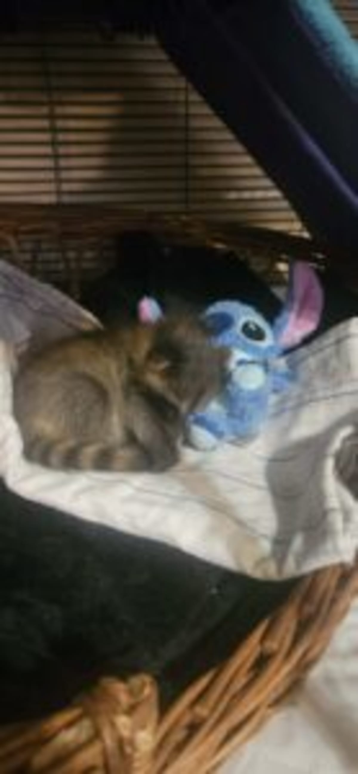 Woman Fills 27-Year Gap in Pennsylvania Wildlife Rescue - Image 5