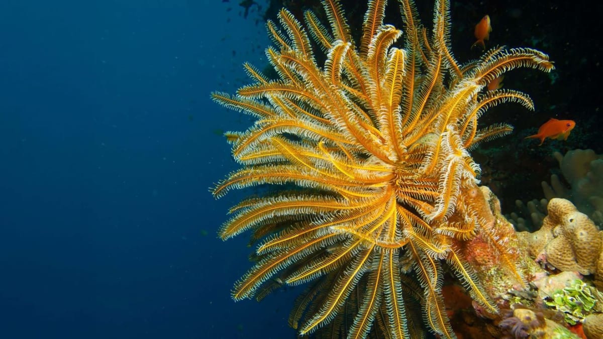 Modern feather star crinoid showing tube feet structure similar to ancient fossilized specimen