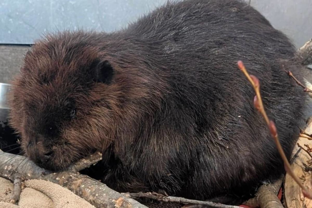Injured beaver receiving medical care at Northern Lights Wildlife Society rescue center in Smithers