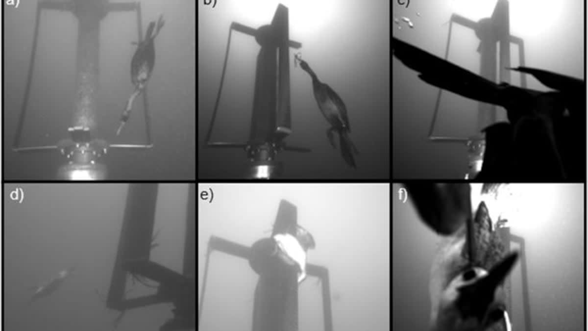Toy Whale Helps Unlock Clean Energy from Ocean Tides