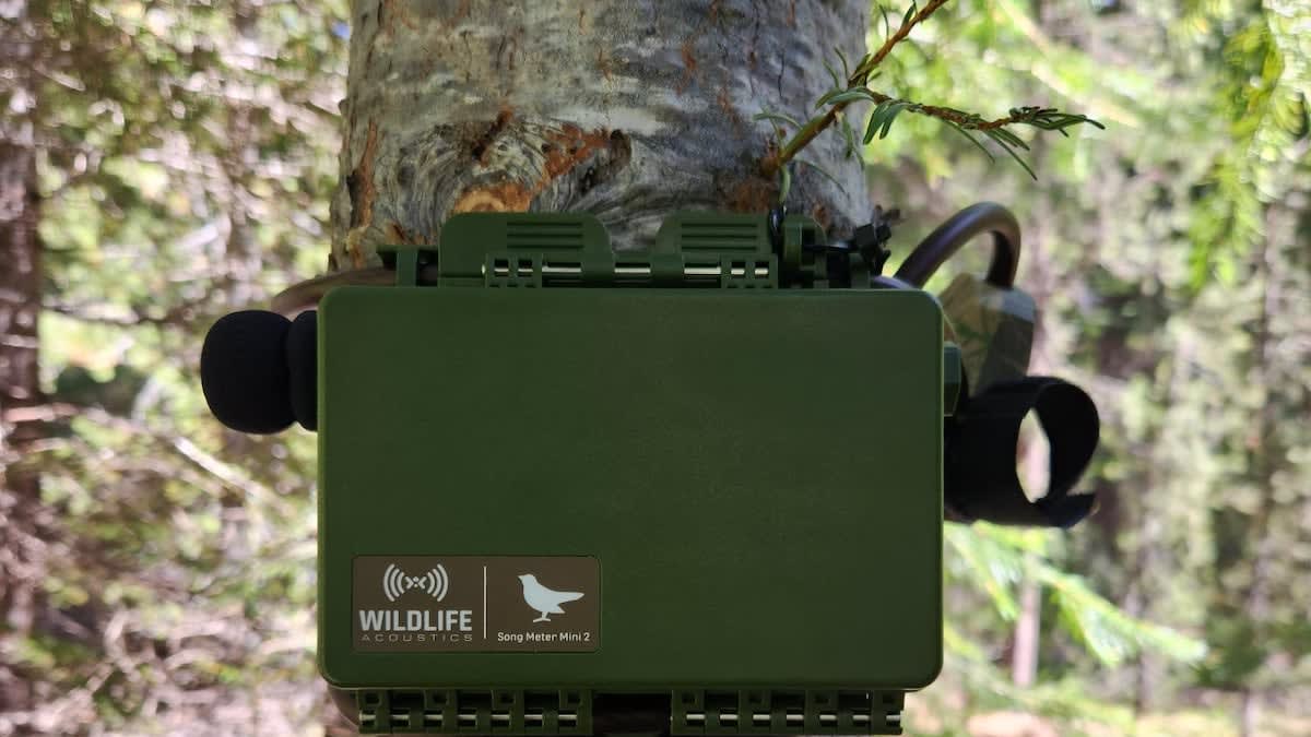 Oregon Uses AI and Sound Recorders to Save Threatened Owls
