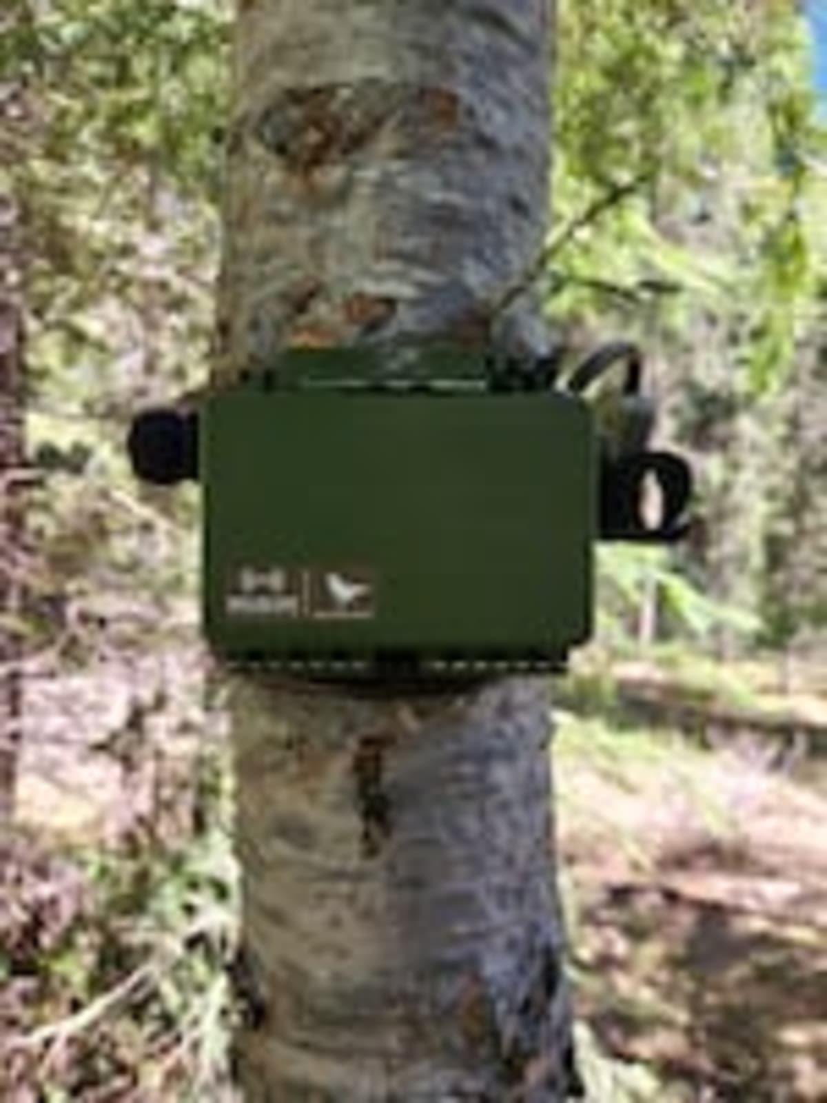 Oregon Uses AI and Sound Recorders to Save Threatened Owls - Image 4