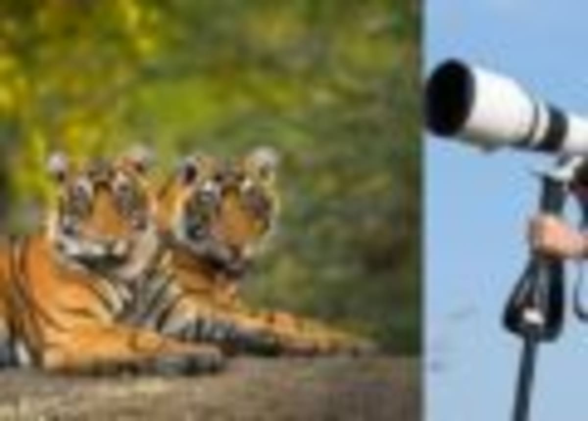 India's Wild Tiger Population Soars 161% Since 2006 - Image 2