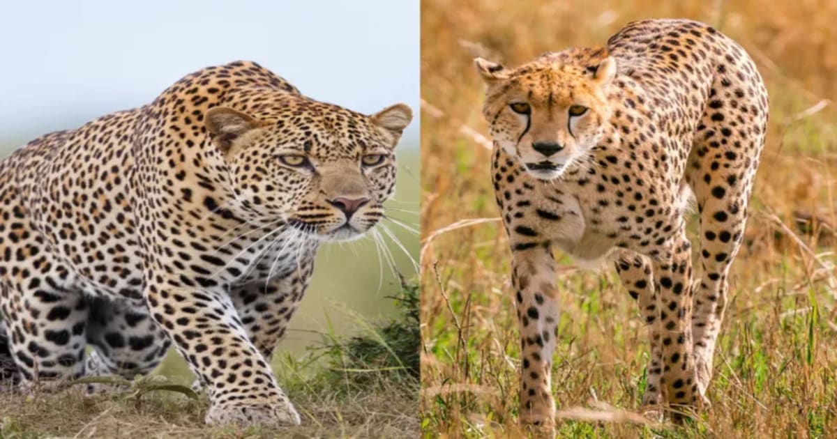 India's Wild Tiger Population Soars 161% Since 2006