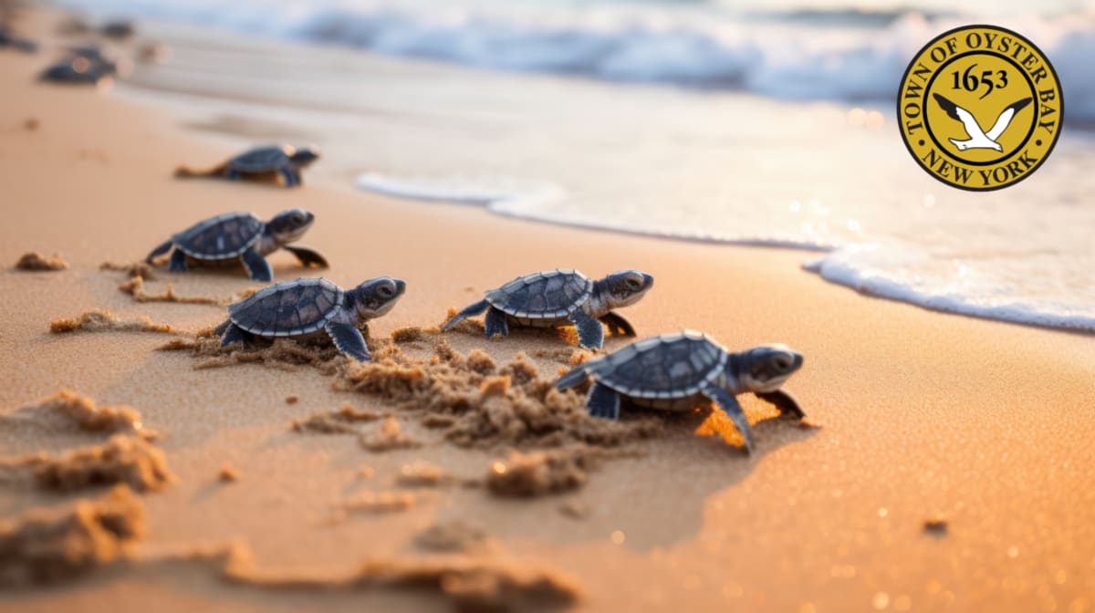 New York Town Recruits Turtle Rescue Volunteers