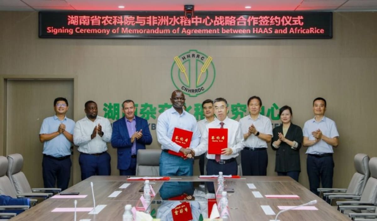AfricaRice Partners with China to Boost Food Security - Image 2