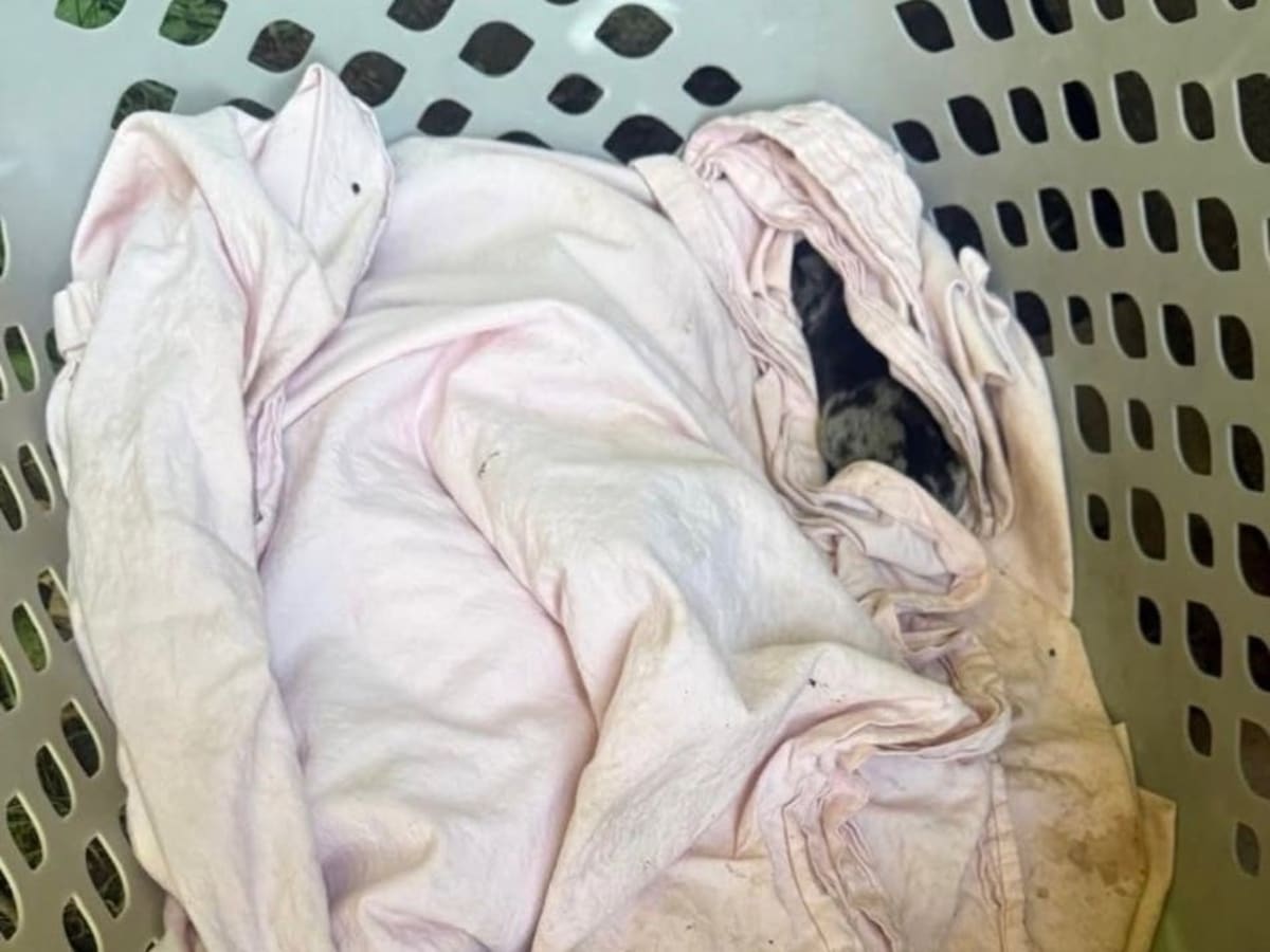Good Samaritan Saves 5 Puppies Abandoned in New Haven