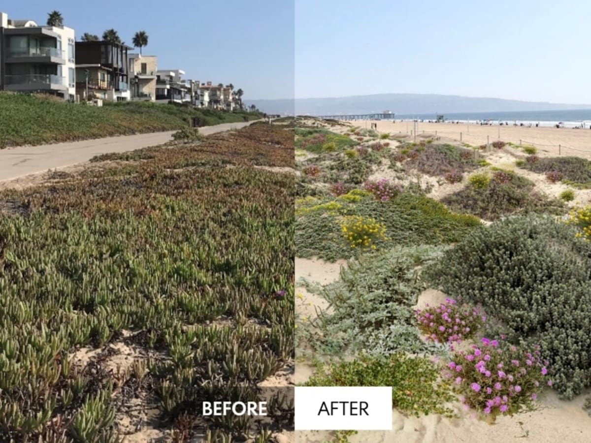 Volunteers working together removing invasive plants from coastal sand dunes at sunny California beach
