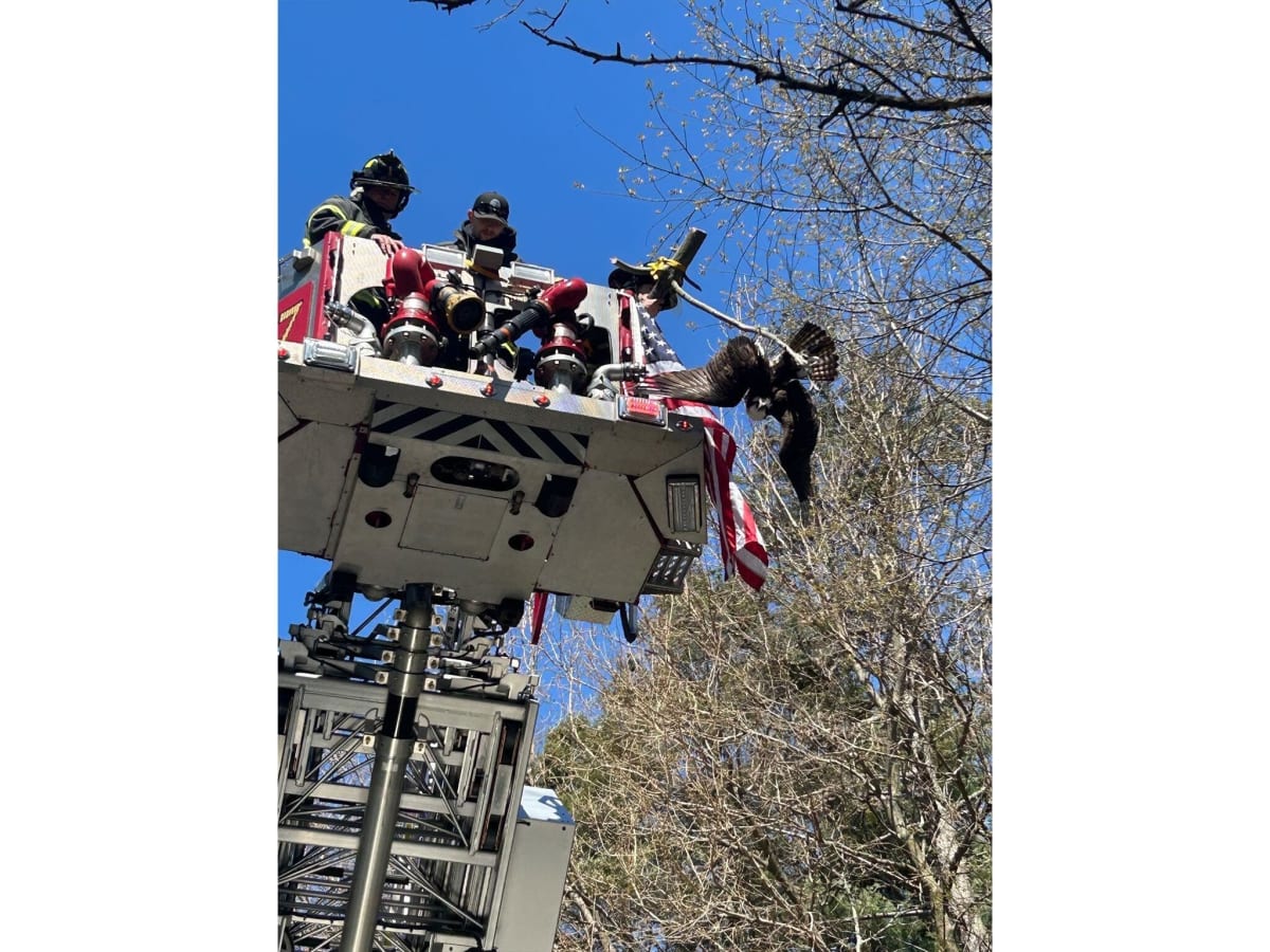 Firefighters Free Protected Osprey Tangled in Tree - Image 4