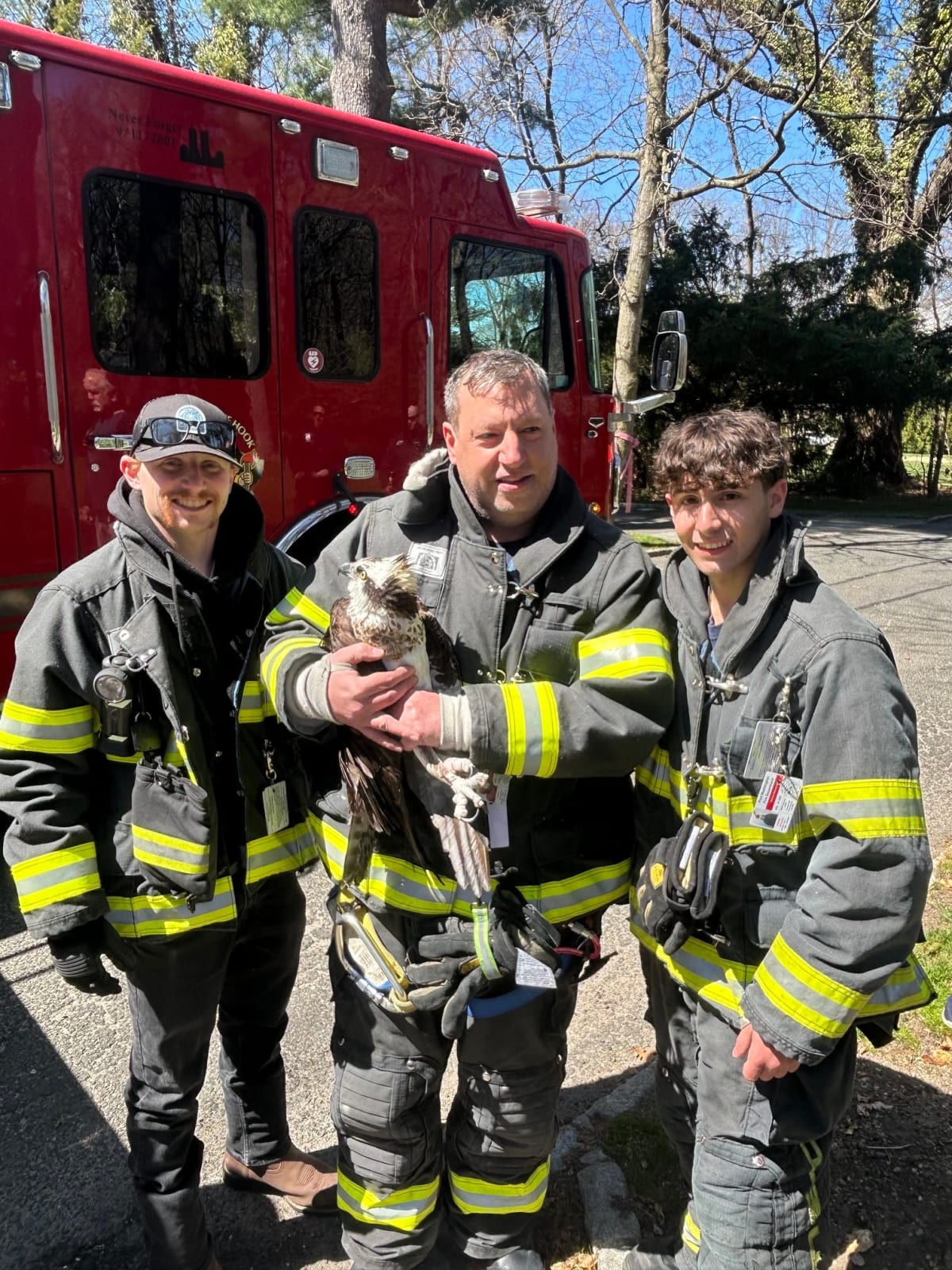 Firefighters Free Protected Osprey Tangled in Tree - Image 5
