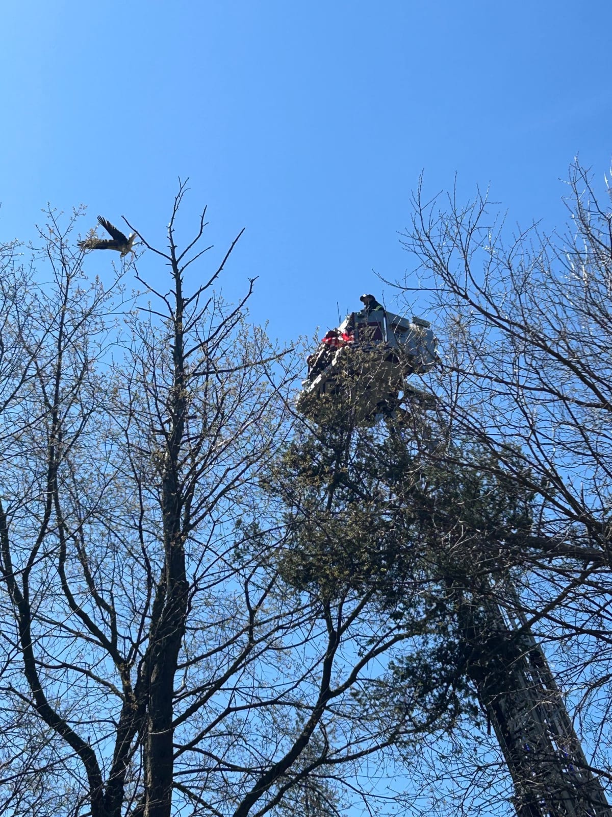Firefighters Free Protected Osprey Tangled in Tree - Image 3