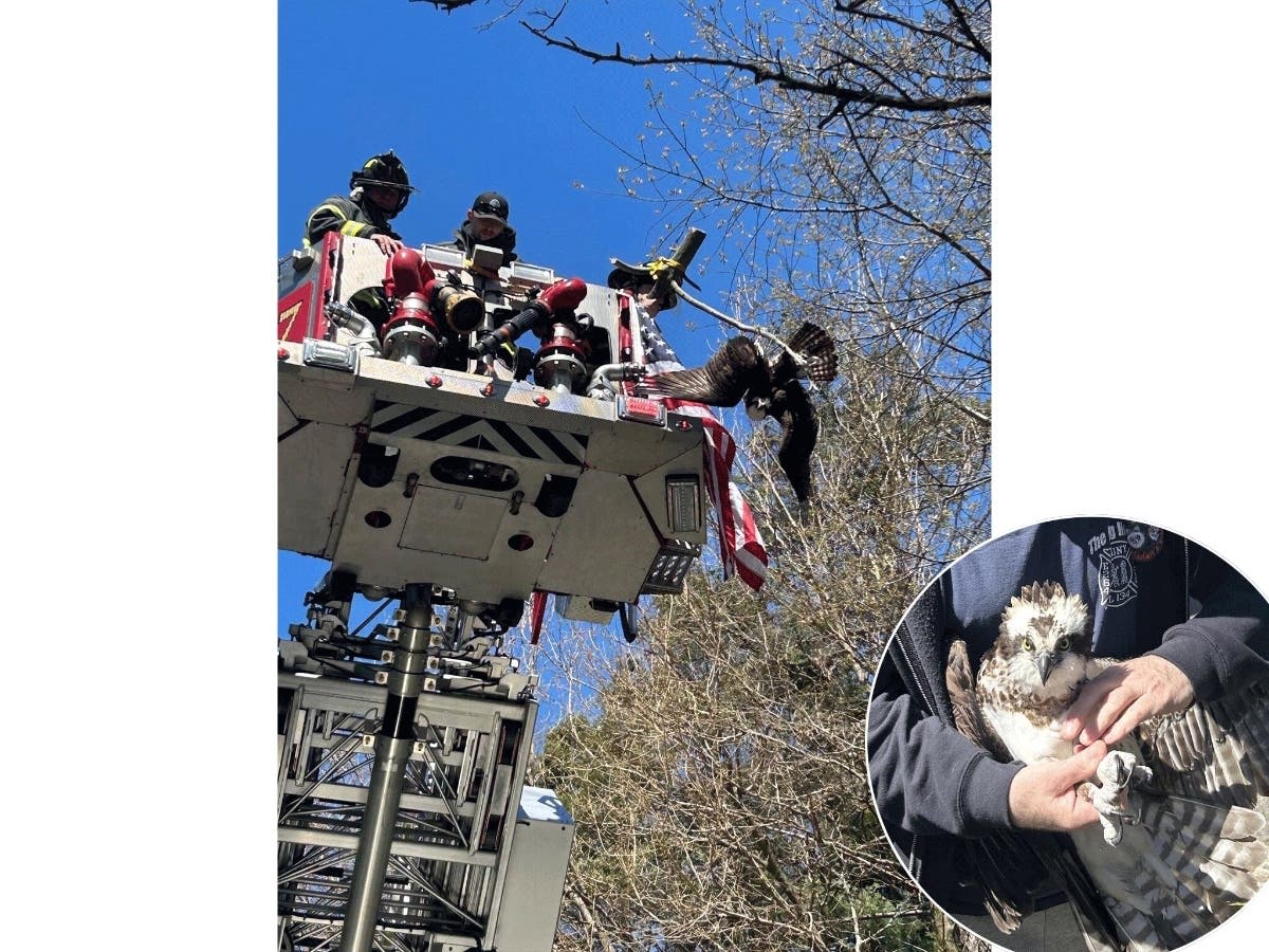 Firefighters Free Protected Osprey Tangled in Tree