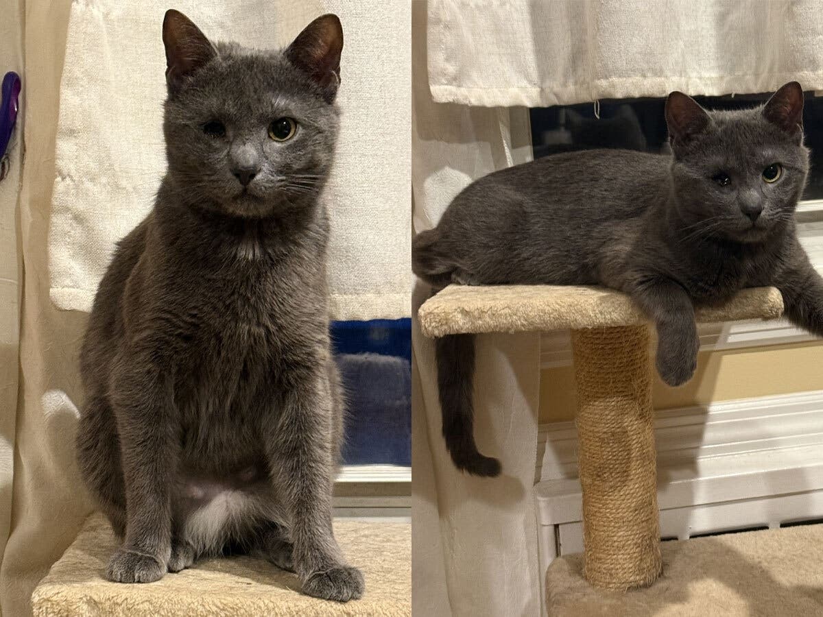 Rescued Cat Phoebe Waits for Her Forever Home in NY