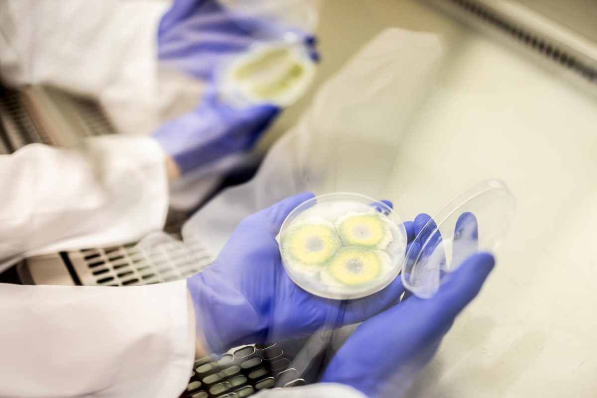 ** Scientist examining bioengineered chewing gum in University of Pennsylvania dental research laboratory