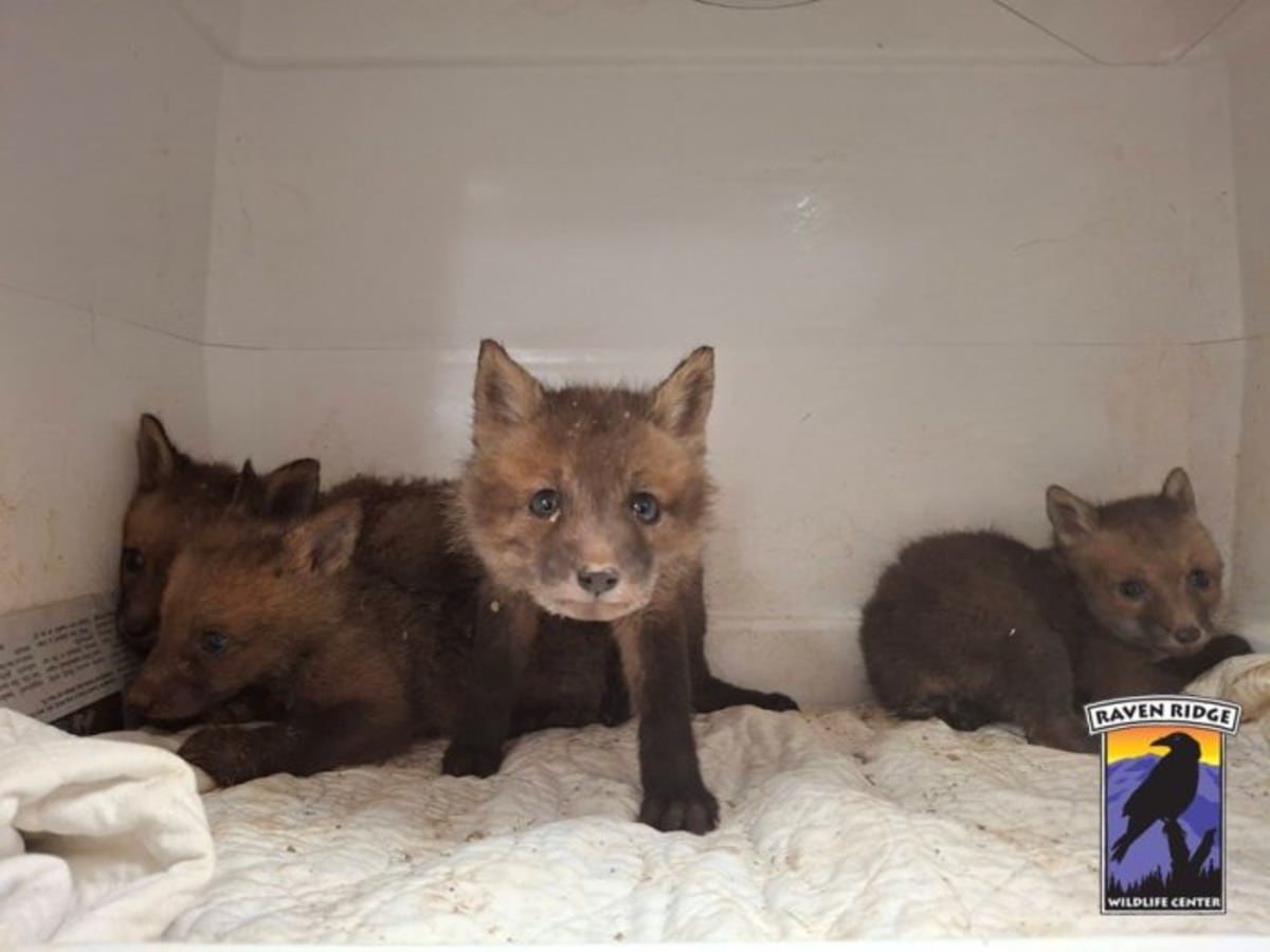York County Rescuers Save 4 Baby Foxes From Drainage Pipe - Image 2