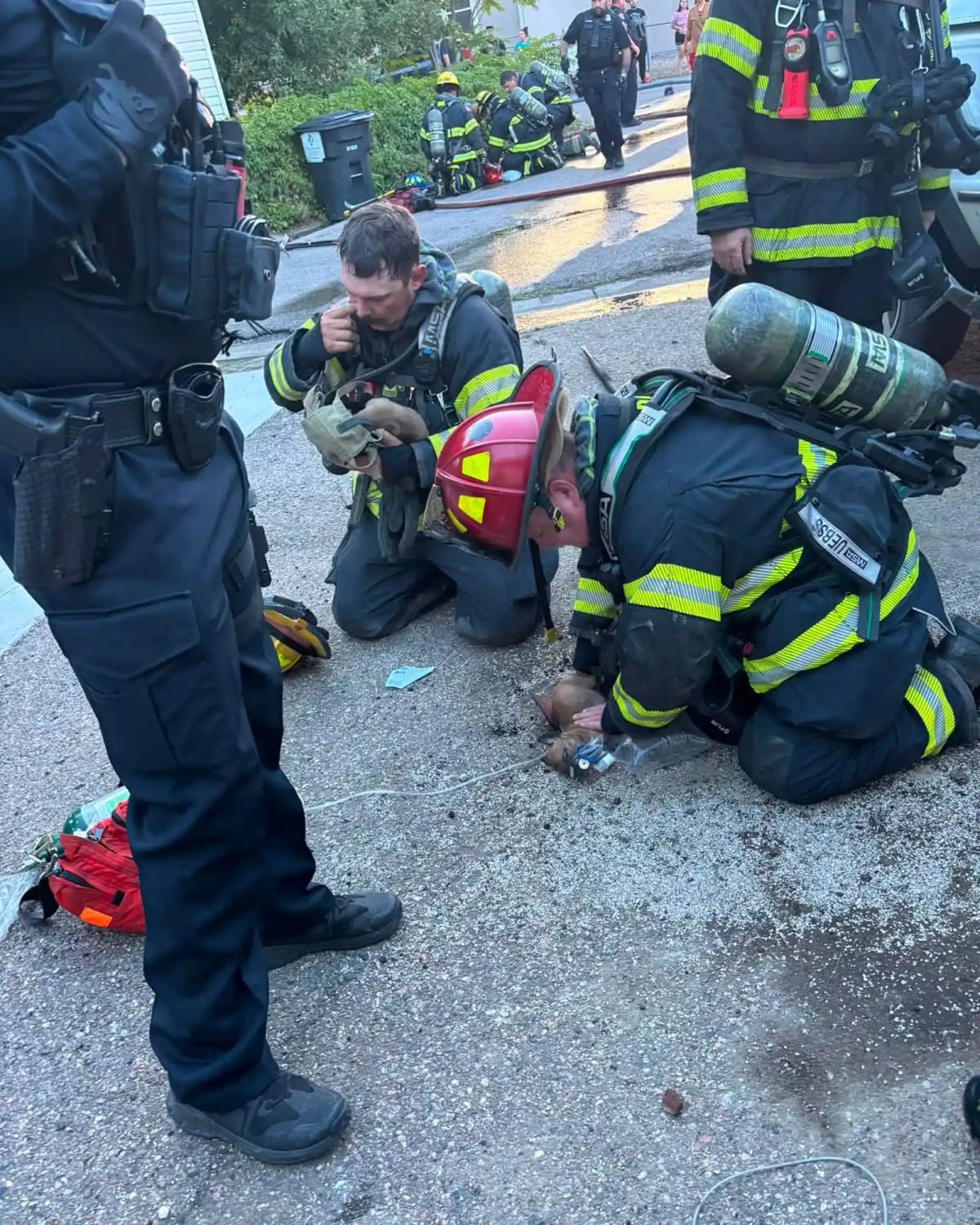 Pueblo Firefighters Save 7 Puppies From House Fire - Image 5