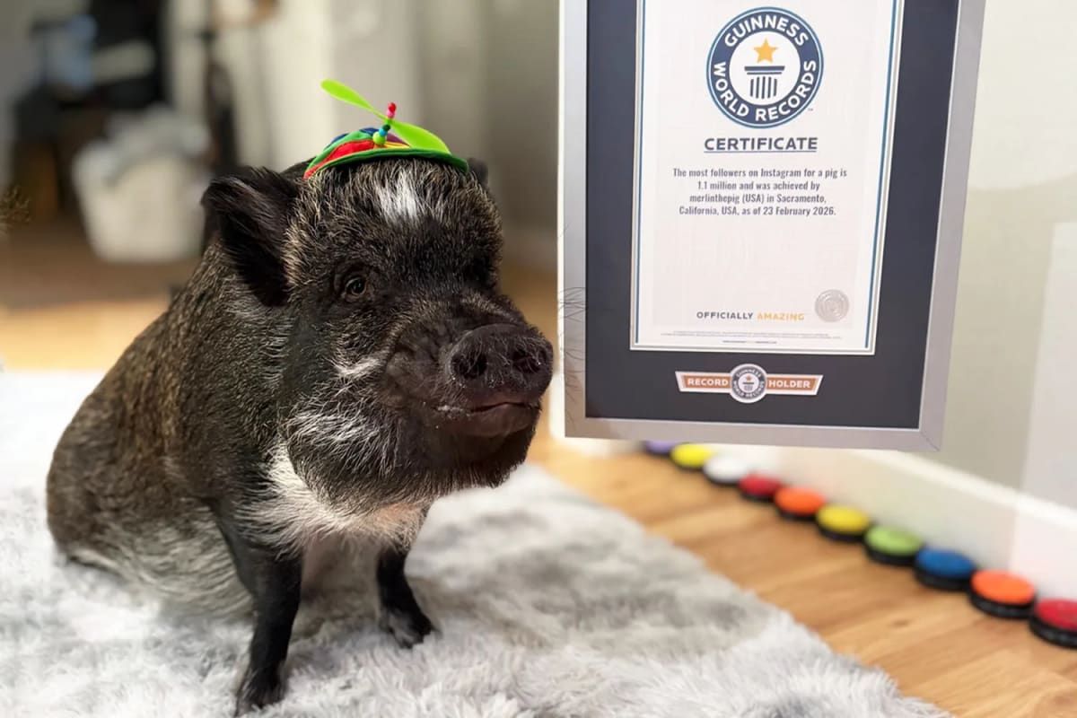 Talking Pig Merlin Breaks World Record With 1.1M Fans - Image 2