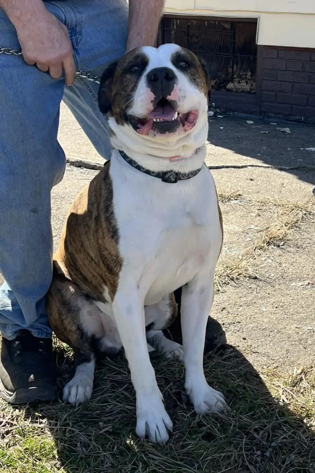 Cleveland Driver and Dog Save Two Lives From Burning Home - Image 4