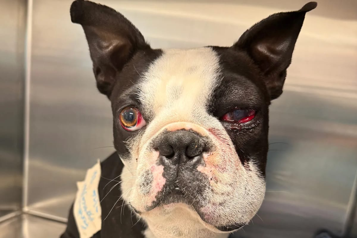 Texas Rescue Saves Neville After Double Rattlesnake Attack - Image 3