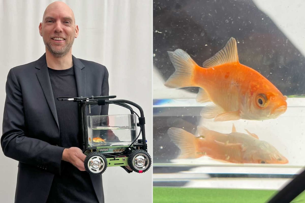Orange goldfish named Blub swimming in clear water tank mounted on wheeled vehicle