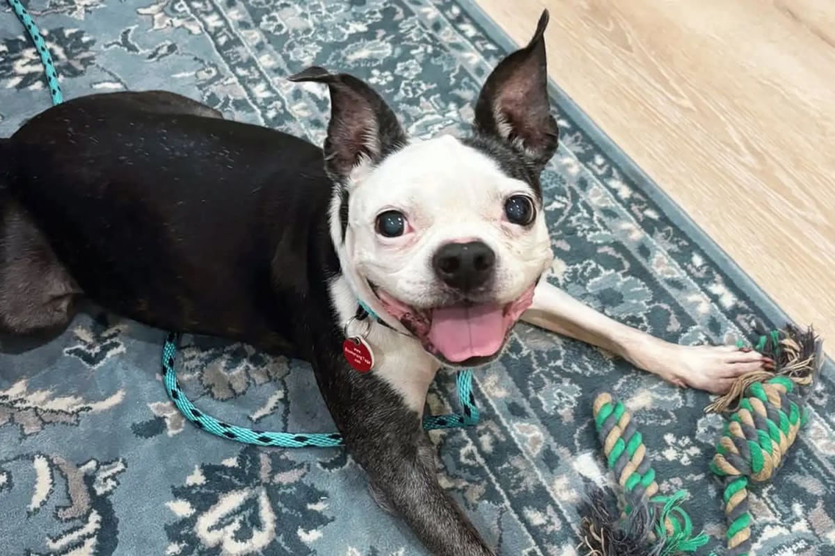 Dog Stolen 3 Years Ago Returns Home Night Before Adoption - Image 4