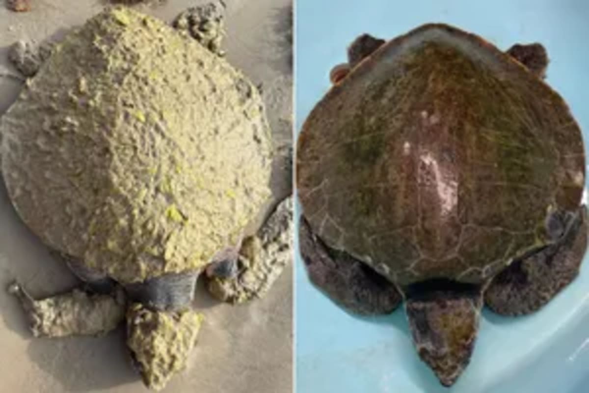 Florida Volunteers Save 172-Pound Sea Turtle Named Bowser - Image 5