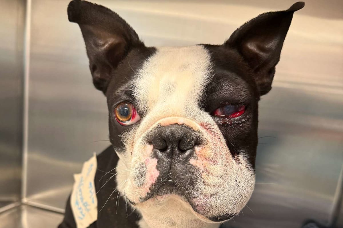 Texas Rescue Saves Neville After Double Rattlesnake Attack