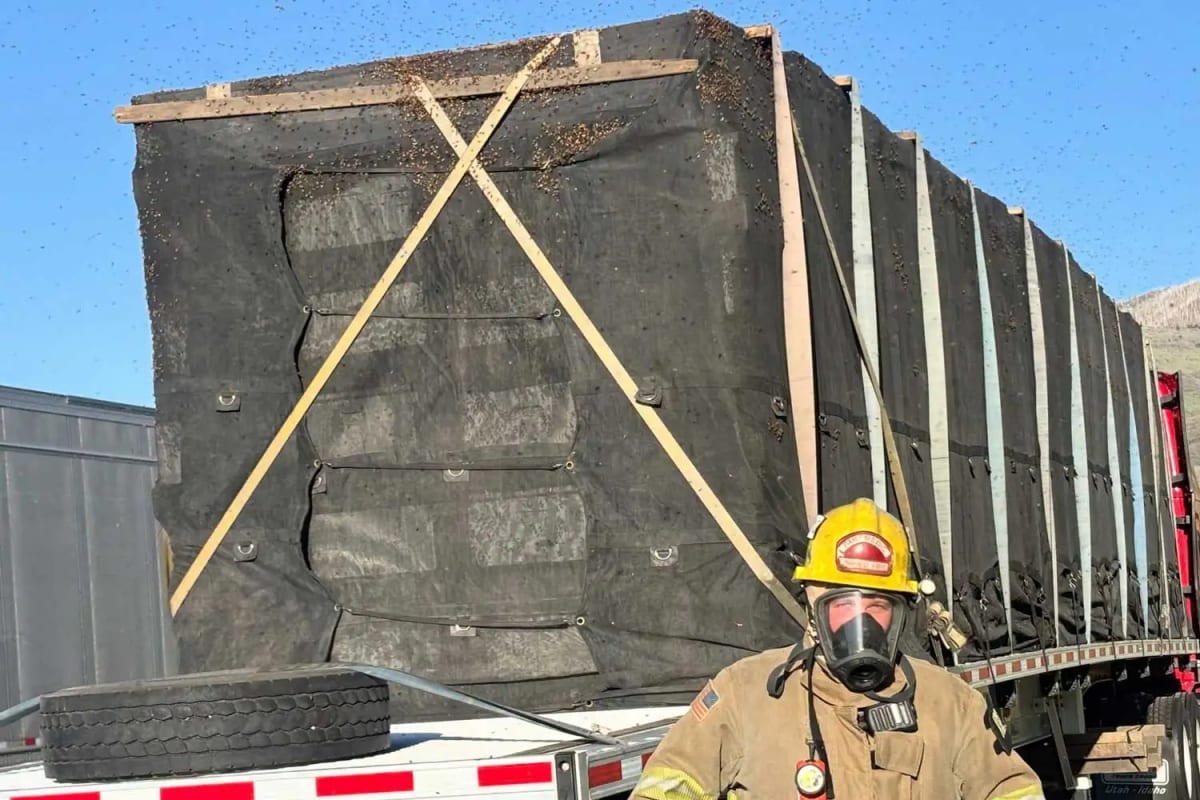 Firefighters Save 25 Million Bees From Overheating Truck - Image 2