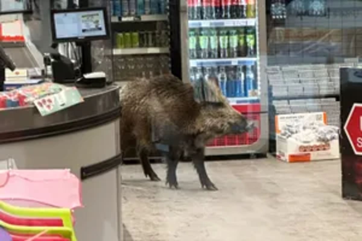 Talking Pig Merlin Breaks World Record With 1.1M Fans - Image 5