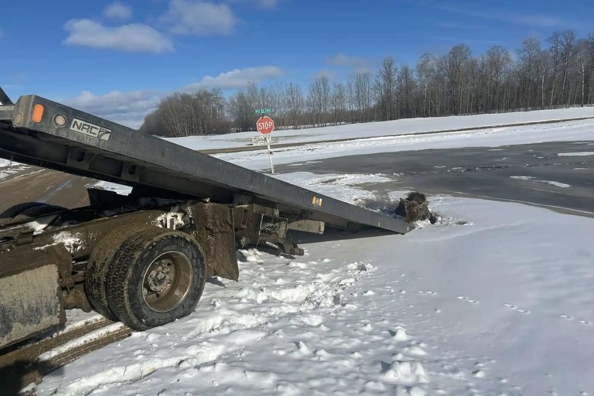 Tow Truck Driver Rescues Moose Stuck in Frozen Lake - Image 5