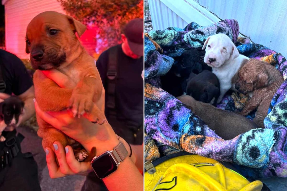 Pueblo Firefighters Save 7 Puppies From House Fire