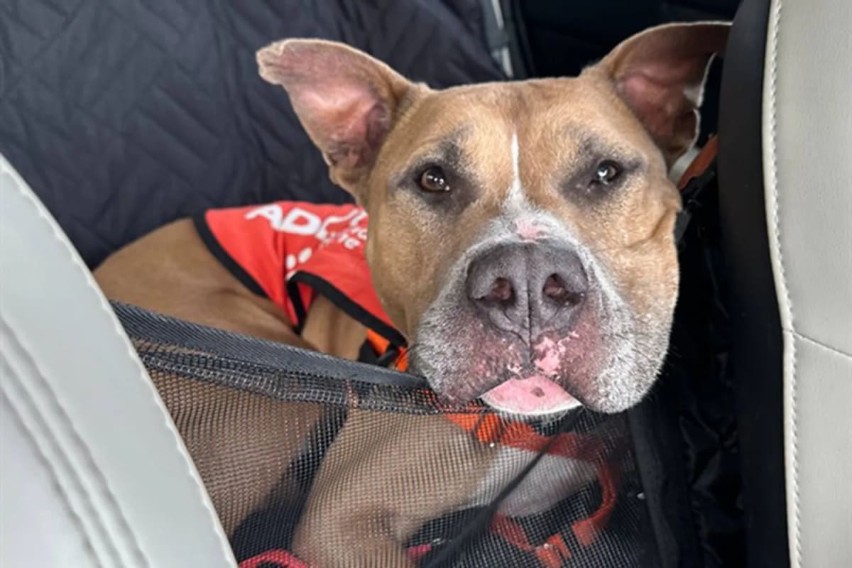 Rescue Pit Bull Saves Dying Pug With Blood Donation - Image 5