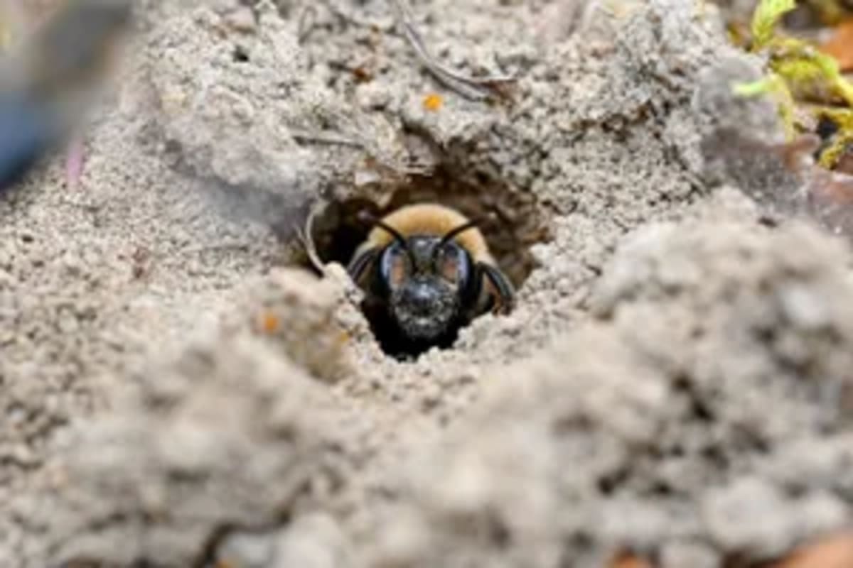 Firefighters Save 25 Million Bees From Overheating Truck - Image 5