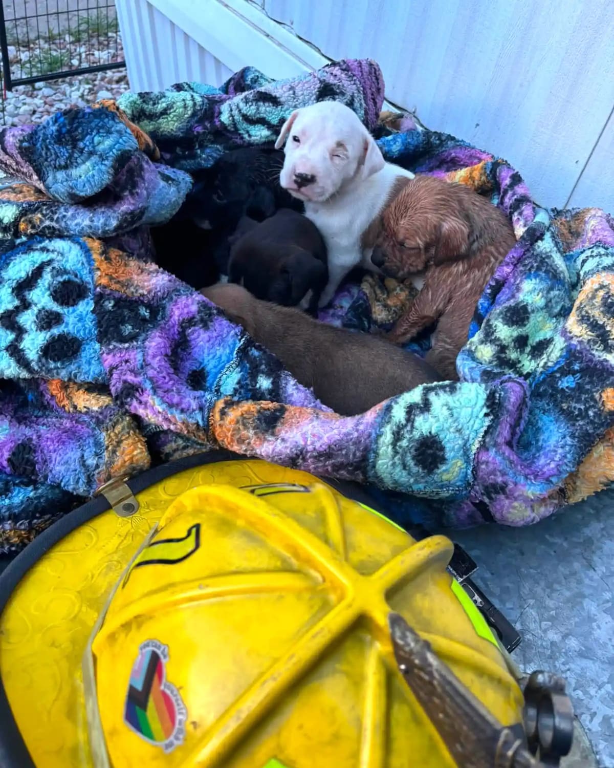 Pueblo Firefighters Save 7 Puppies From House Fire - Image 4