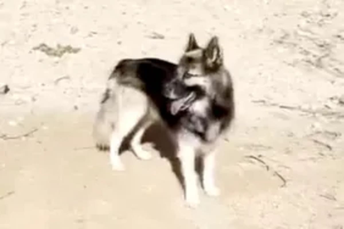 Cat Missing 7 Years Reunites with Family After 2,500 Miles - Image 4