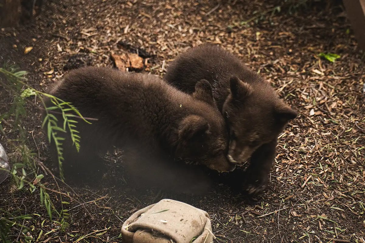 Orphaned Bear Cubs Reach Major Milestone in California - Image 4