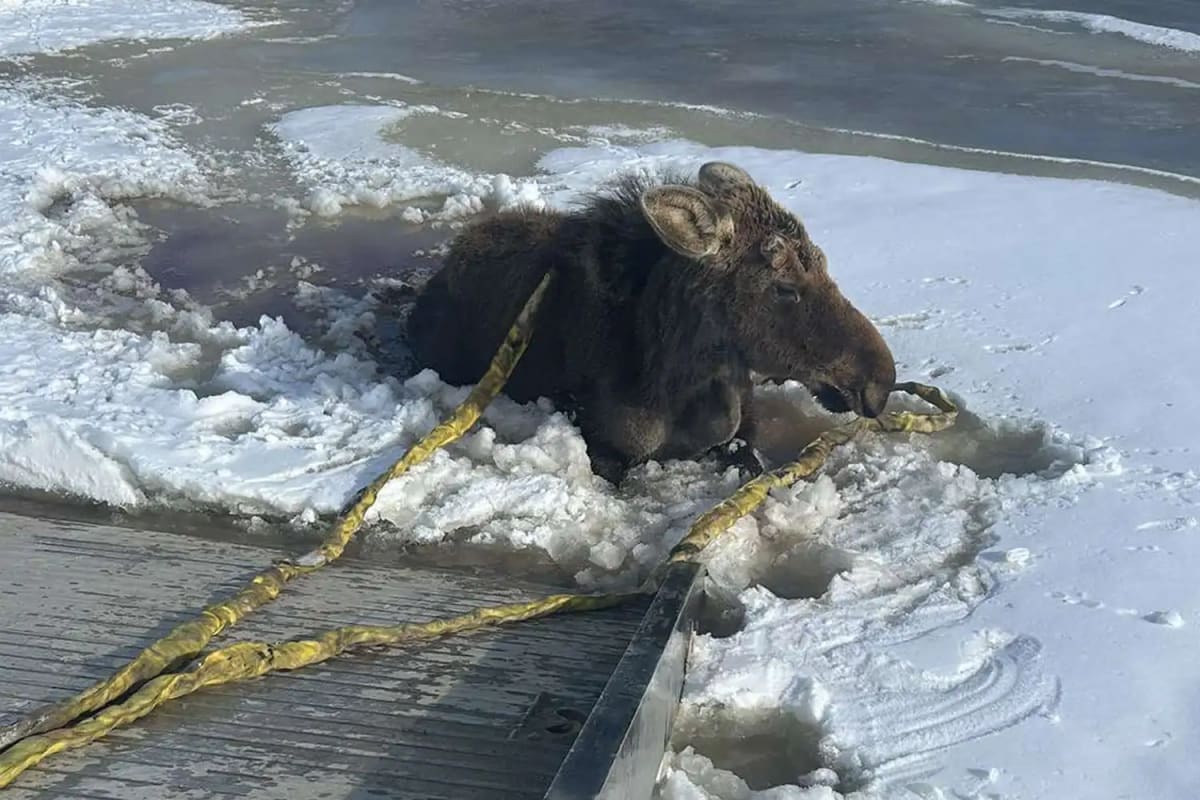 Tow Truck Driver Rescues Moose Stuck in Frozen Lake - Image 2