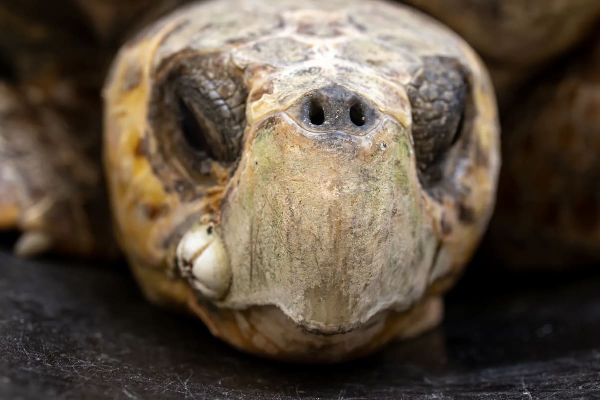 Florida Volunteers Save 172-Pound Sea Turtle Named Bowser - Image 3