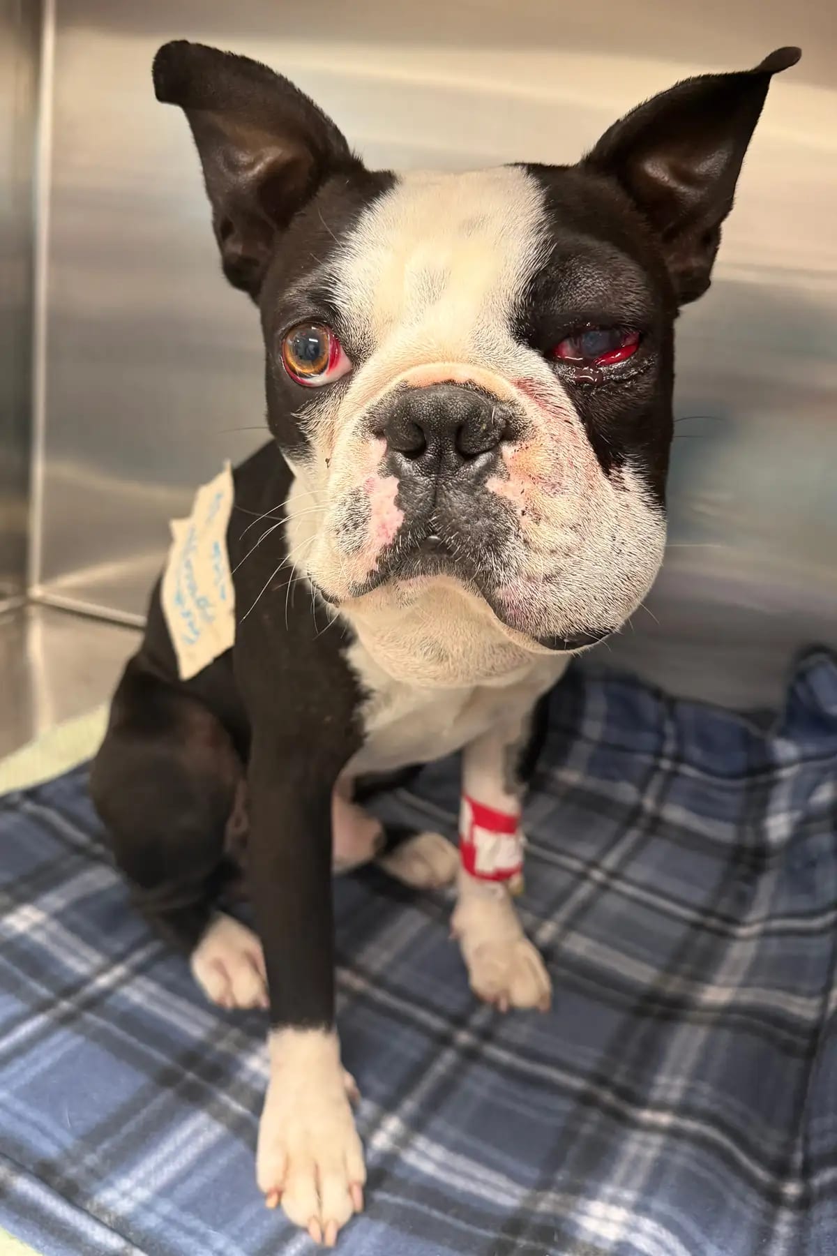 Texas Rescue Saves Neville After Double Rattlesnake Attack - Image 4