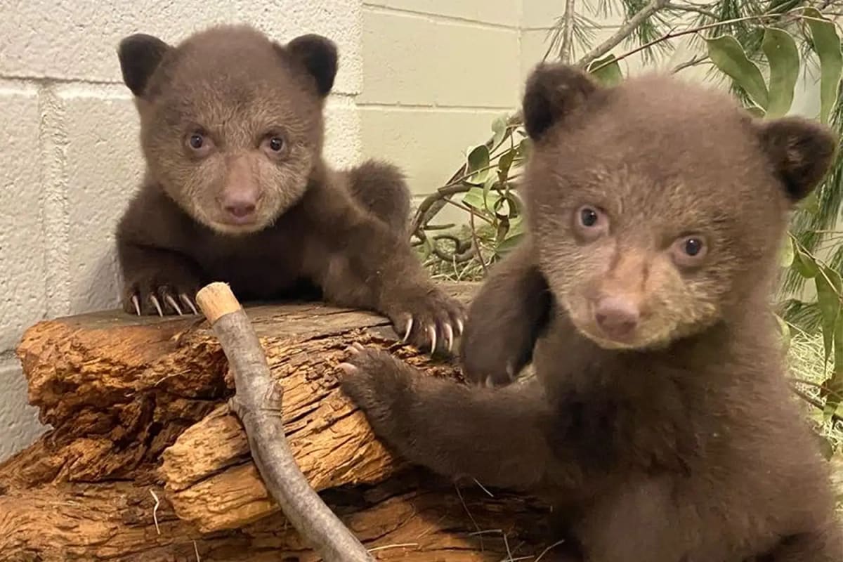 Orphaned Bear Cubs Reach Major Milestone in California - Image 3